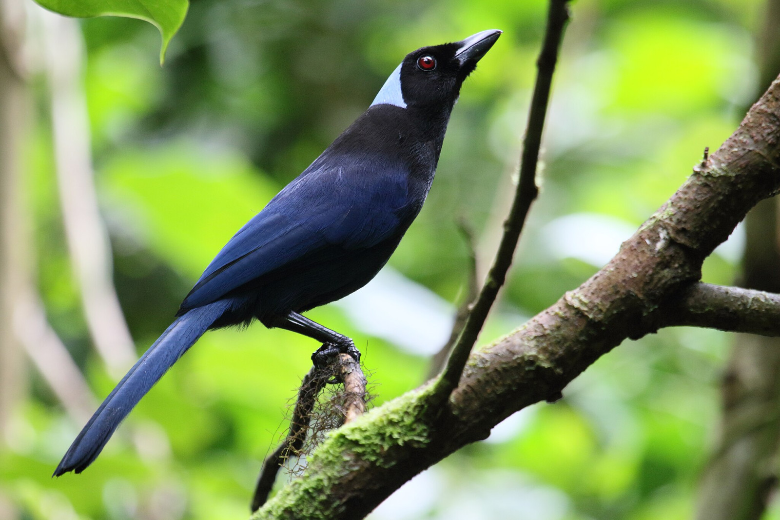 image Azure-hooded Jay